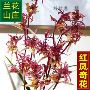 k奇花盆栽【红凤兰花】寒兰名贵盆栽室内草卉观赏花老.种兰花兰花