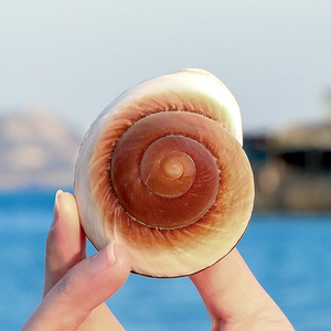 圆鳖甲蜗牛面包螺天然海螺寄居蟹卷贝鱼替换壳鱼缸水族箱造景装饰