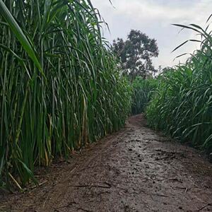 中华粮草种节无毛巨菌草四季多年生高产喂羊牧草皇竹草养牛羊耐寒