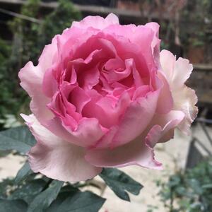 【伊芙紫苑月季】伊芙紫苑月季品牌,价格 - 阿里巴巴