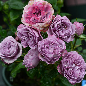 22阳台盆栽微月扦插拉米炫耀月季花苗花卉阳台盆栽四季微v型玫瑰