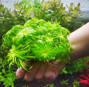 22普太绿太阳鱼缸水下叶阳性淡水真水草造m景水培植物懒人增氧套