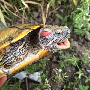 黄金巴西龟特大巨型