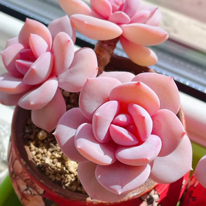 精美进口多肉植物粉色黛比老桩趣味办公桌花卉室内盆栽阳台防辐射