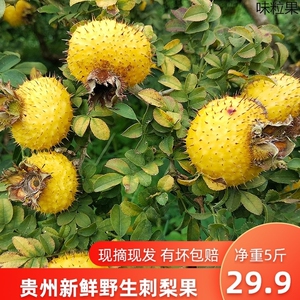 深山新鲜野生刺梨鲜果贵州特产泡酒水果原料现摘现发5斤整箱