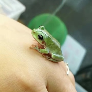 鸟屎蛙姥爷树蛙苗苔藓蛙吃昆虫温顺可上手树蛙怪蛙越南雨林丛林蛙