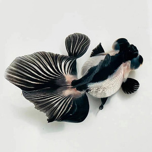 蝶尾鱼观赏金鱼冷水活鱼熊猫红白黑蝶尾包金花苗红白碟尾小型鱼