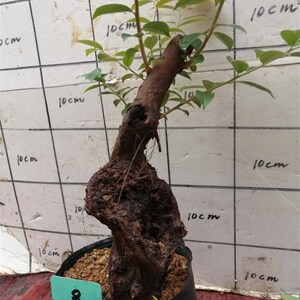 高档乌饭子叶树桩纯南烛结果常青盆景熟桩碳化大老桩绿植盆栽实用