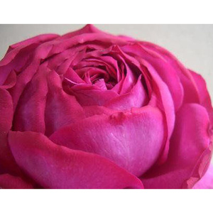 22伊芙红n伯爵 日本月季花卉 浓香 灌木切花 伊芙红宝石芽变a.