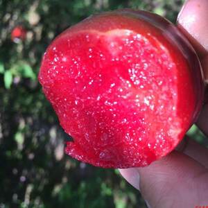 四季新品种果树苗李子树苗 芙蓉李苗 李子苗嫁接苗特优珍奇大 当