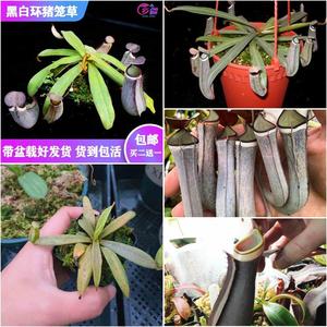 【黑白环猪笼草】食虫植物驱蚊草捕虫草食人花趣味绿植盆栽包邮