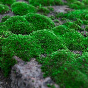 【盆景青苔草皮鲜活】盆景青苔草皮鲜活品牌,价格 - 阿里巴巴