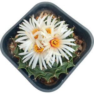 花定缘多肉绿植实生仙人掌n科帝冠牡丹书桌装饰多肉牡丹盆栽高端