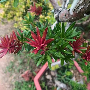 小红帽小叶红芽罗汉松扦插苗高10公分左右原杯土发货包邮