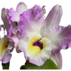 高档读月园 粉红兔春石斛 大花春石斛矮壮品种 阳台系兰花带香味