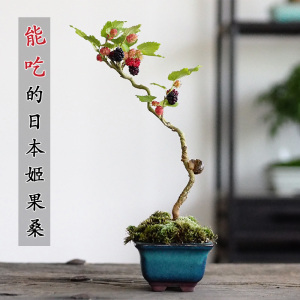 掌中宝姬果桑 日本小叶果桑 掌上造型盆景 姬桑微型0人付款42
