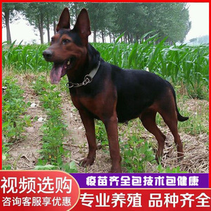 莱州红犬幼犬纯种苏联红犬活体猎犬大骨架中国红犬大型看家狗红狼