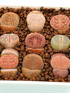 合盆生物含植石or盆盆石头组多肉花带餐花i栽石花整花股土屁套i生