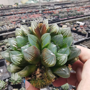 群生冰魄玉露f大颗多肉植物十二卷属带盆发货根系好品相佳大棚直