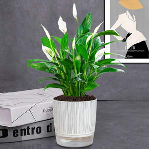 高档白掌水培一帆风顺盆栽植物办公室内花卉桌面净化空气好养开花