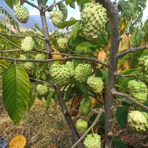 枝接正方果vi嫁释番梨i释大苗荔南佛凤苗迦迦湾陀苗植种果树a宗台