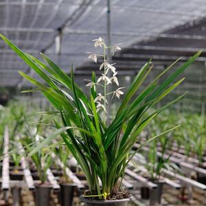 秋榜云南普洱兰花秋榜墨兰白墨普白花自然草新手宽叶苗幽清香赌草