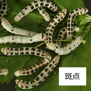 斑色蚕i带天黑蚕灰宝皮稀斑角活角龙蚕卵满星虎点黄有学宝p马物黑