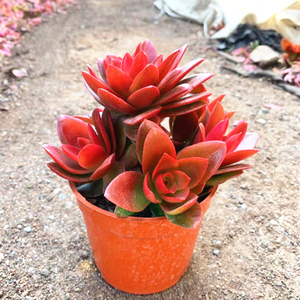 火祭大群生多头多肉植p物组合室内小盆栽花卉绿植火炬火鸡红色肉m