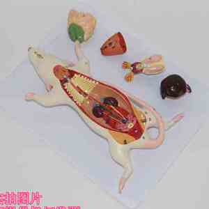 小白鼠解剖模型 老鼠模型 生物学解剖 老鼠内a脏结构
