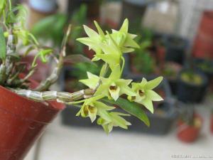 铁皮花年条斛斗2d皮苗鲜石绿室铁赏内枫观植栽石盆台种阳窗丛i兰