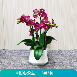 佛山蝴蝶兰带花苞 甜心公主【3苗5花】名贵兰花盆栽室内四季开花