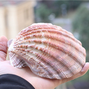 22热卖l天然狮爪贝超大厚贝壳家居装饰品扇贝摄影道具盘子鱼缸装