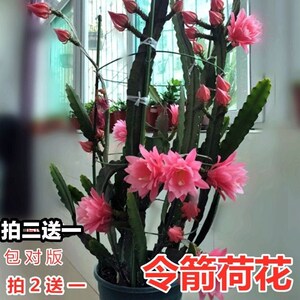 进口令箭荷花昙花大花重瓣品种带根苗红黄紫粉白多色花卉绿植盆栽