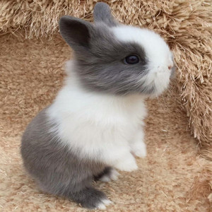 兔子活物侏儒兔垂耳兔公主兔西施茶杯兔活体小型迷你长不大宠物兔