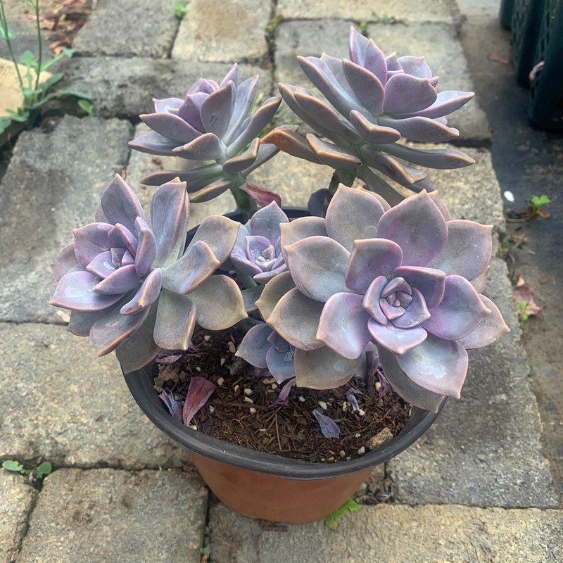 新品紫乐老桩云南t露养紫悦群生多肉植物大棵萌肉组合包邮.