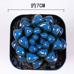 染蓝色红色玉露多肉植物肉肉植物绿植盆栽防辐射花卉多肉绿植组合