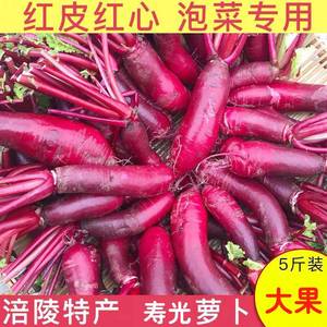 涪陵特产胭脂萝卜5斤红皮红心新鲜四川寿光萝卜蔬菜泡菜腌制专用