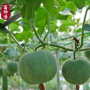 圆宝小冬瓜种子籽/苗 四季高产香芋味小瓜 迷你球形肉厚蔬菜种孑