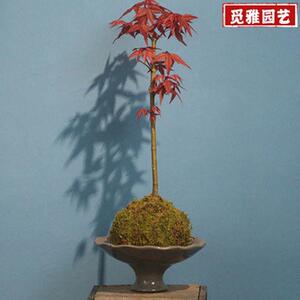 小叶红枫盆景四季绿植水培套现求盆栽好养日本ins易货办公室室内.