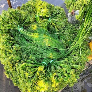 云南特产丽江新鲜蔬菜现摘大理洱海水性杨花菜 泸沽湖海菜花 食用