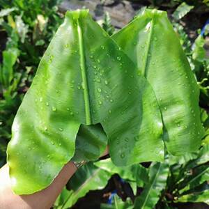 新鲜台湾山苏菜鸟巢蕨野菜王西餐菜500g酒店特色菜台湾食用山苏叶