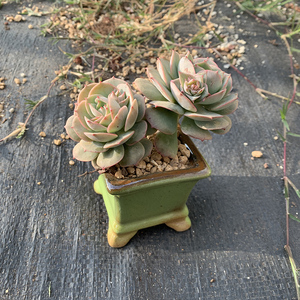 001人付款淘宝【克罗地亚玫瑰】圆润耐寒双头老桩多肉植物阳台庭院