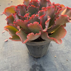 婚纱多肉植物老桩包菜颜色艳丽包菜三选之首送人特别好云南基地发