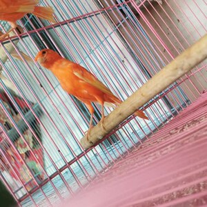 玉鸟活物体c辣椒红玉扬州黄桂皮小格马赛克芙蓉鸟大红袍金丝雀小