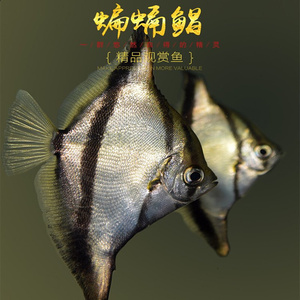 新疆观赏蝙蝠鲳黄鳍鲳七彩埃及燕热带神仙鱼黑带大眼配鱼c群游活