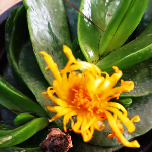 22佛手托金e金佛手佛手掌宝绿花舌叶花多肉植物开花肉肉盆栽绿植