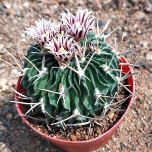 22多肉植物仙人指毛毛虫仙人掌绯花b玉彩麒麟室内稀有四季开花卉