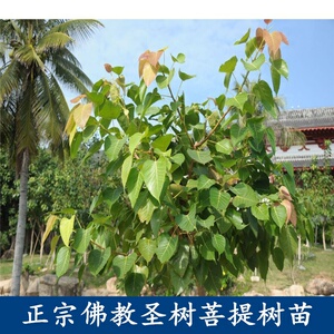 【金刚菩提苗树名贵树苗】金刚菩提苗树名贵树苗品牌,价格 - 阿里巴巴