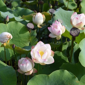 22白衣仙子1号 萌宝荷花苑真小微型迷你荷花碗莲睡莲种子藕水生a