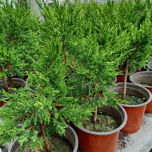 八房系鱼川真柏苗